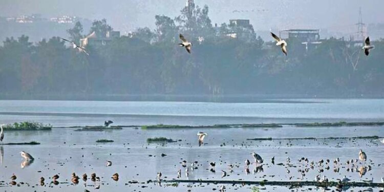 मध्य प्रदेश में शीतलहर को लेकर जारी हुआ अलर्ट, हार्ट और सांस की बीमारी वाले मरीजों को सबसे ज्यादा खतरा