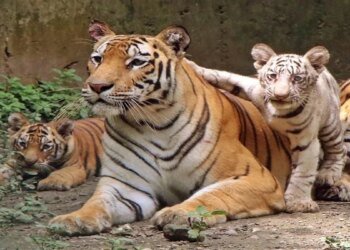 Tiger State में ही संकट में टाइगर: MP में इस साल 55 बाघों की मौत, मुख्यमंत्री ने मांगी रिपोर्ट