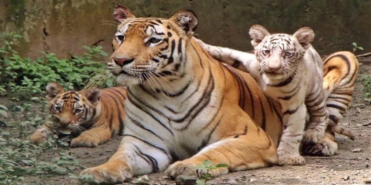 Tiger State में ही संकट में टाइगर: MP में इस साल 55 बाघों की मौत, मुख्यमंत्री ने मांगी रिपोर्ट