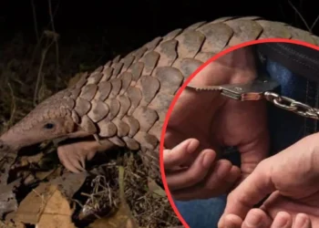 10 साल से Wanted अंतरराष्ट्रीय पैंगोलिन तस्कर लात्लेंन कुंगा मिजोरम से गिरफ्तार