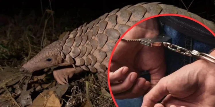 10 साल से Wanted अंतरराष्ट्रीय पैंगोलिन तस्कर लात्लेंन कुंगा मिजोरम से गिरफ्तार