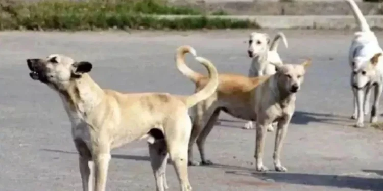 मध्य प्रदेश के करीब 39 हजार सरकारी स्कूलों में बाउंड्रीवाल ही नहीं, कुत्तों को अंदर घुसने से रोकेंगे शिक्षक