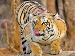 राजस्थान में इनब्रीडिंग से संकट में बाघ…:अब मप्र के टाइगर सुधारेंगे उनकी जीन क्वालिटी, पेंच की बाघिन समेत 3 टाइगर भेजने की तैयारी