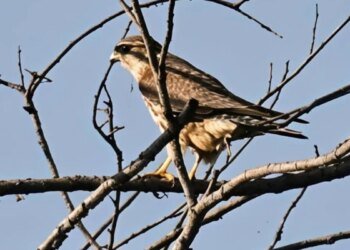 भोपाल के भोज वेटलैंड में देखा गया दुर्लभ ‘मर्लिन फाल्कन’ पक्षी, दुनिया के सबसे छोटा और फुर्तीला शिकारियों में शामिल