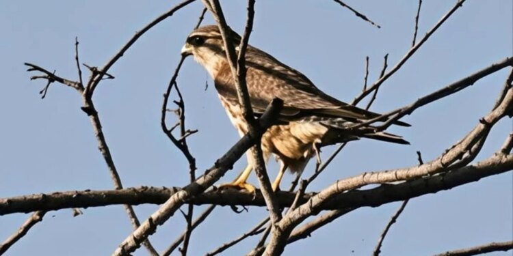 भोपाल के भोज वेटलैंड में देखा गया दुर्लभ ‘मर्लिन फाल्कन’ पक्षी, दुनिया के सबसे छोटा और फुर्तीला शिकारियों में शामिल