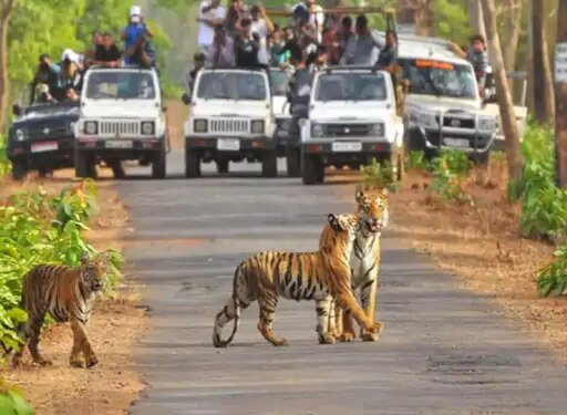 शहरों में घर पर बार, टाइगर रिजर्व में साइलेंस जोन:न्यू ईयर पर वन्य प्राणी कोर एरिया में होटल्स, रेस्तरां में लाउडस्पीकर, डीजे नहीं बजेंगे