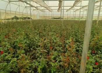 छत्तीसगढ़ में पुष्प खेती से बदल रही किसानों की तकदीर