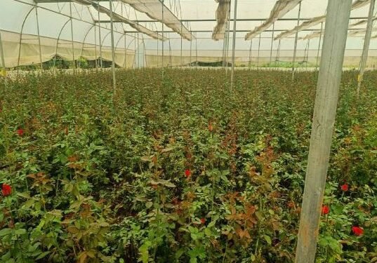 छत्तीसगढ़ में पुष्प खेती से बदल रही किसानों की तकदीर