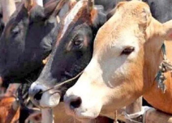 भोपाल से खाड़ी देशों तक फैला गोमांस तस्करी का ‘अंतरराष्ट्रीय नेटवर्क’, अत्याधुनिक पैकेजिंग में भेजा जा रहा था प्रतिबंधित मांस