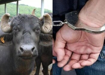 सावधान! ग्वालियर में सक्रिय है UP का भैंस चोर गैंग… दो भैंसे चुराकर झांसी में बूचड़खाने में बेचा, 4 आरोपी गिरफ्तार