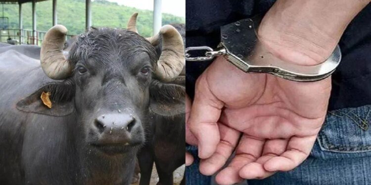 सावधान! ग्वालियर में सक्रिय है UP का भैंस चोर गैंग… दो भैंसे चुराकर झांसी में बूचड़खाने में बेचा, 4 आरोपी गिरफ्तार