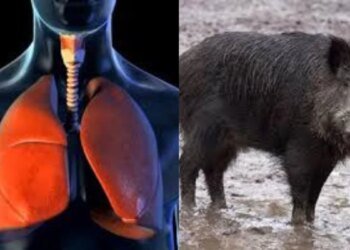 इंसानी फेफड़ों पर सुअरों के वायरस का वार! म्यूटेशन से बढ़ी चिंता, भोपाल के वैज्ञानिक तैयार करेंगे सुरक्षा ढाल