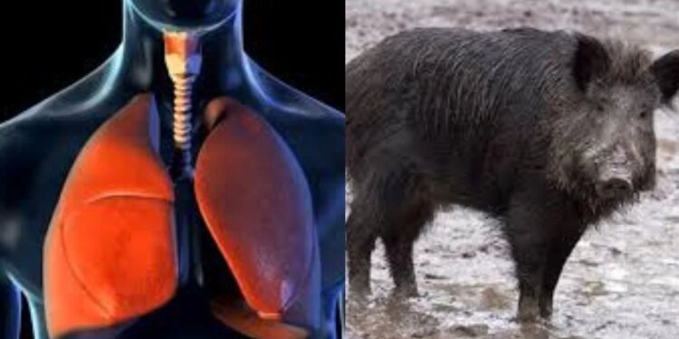 इंसानी फेफड़ों पर सुअरों के वायरस का वार! म्यूटेशन से बढ़ी चिंता, भोपाल के वैज्ञानिक तैयार करेंगे सुरक्षा ढाल