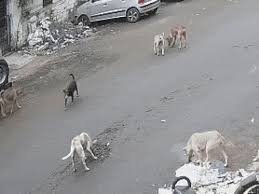 सुप्रीम कोर्ट के आदेश को PFA ने बताया इम्प्रैक्टिकल:एमपी में 10 लाख से ज्यादा स्ट्रीट डॉग्स