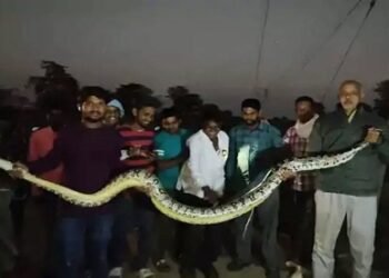 खेत के कुपाले में फंसा 10 फीट लंबा अजगर, कड़ी मशक्कत के बाद सुरक्षित रेस्क्यू