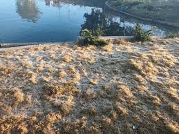 कड़ाके की ठंड से ठिठुरा पेंड्रा-अमरकंटक:ओस की बूंदें बनीं बर्फ, तापमान में 2 डिग्री सेल्सियस तक और गिरावट की संभावना