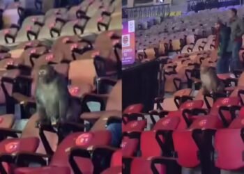 इंडिया ओपन में बढ़ता ही जा रहा बवाल, टूर्नामेंट के बीच में अब स्टैंड्स में पहुंच गया बंदर