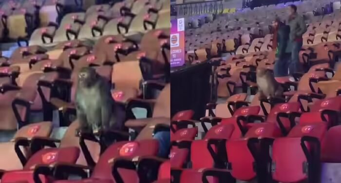 इंडिया ओपन में बढ़ता ही जा रहा बवाल, टूर्नामेंट के बीच में अब स्टैंड्स में पहुंच गया बंदर