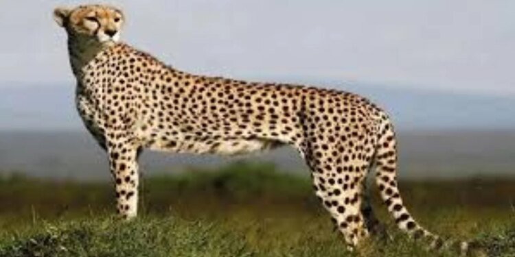 बोत्सवाना से 28 फरवरी को मध्य प्रदेश जाएंगे आठ चीते, वर्ष 2032 तक आत्मनिर्भर चीता आबादी स्थापित करना सरकार का लक्ष्य