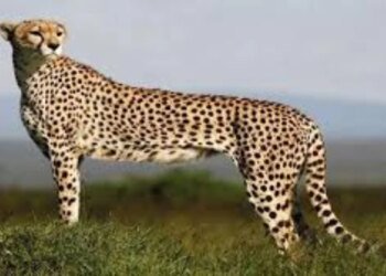 बोत्सवाना से 28 फरवरी को मध्य प्रदेश जाएंगे आठ चीते, वर्ष 2032 तक आत्मनिर्भर चीता आबादी स्थापित करना सरकार का लक्ष्य