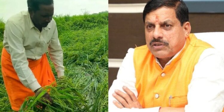 MP के 25 जिलों में बारिश से फसलें बर्बाद, CM मोहन यादव ने सर्वे कराकर प्रभावित किसानों को मुआवजा देने के दिए निर्देश
