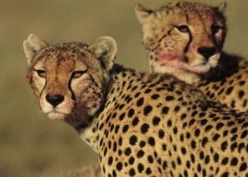 बोत्सवाना से 28 फरवरी को मध्य प्रदेश आएंगे आठ चीते, असम से जंगली भैसा भी लाने की तैयारी