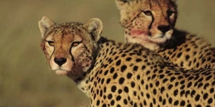 बोत्सवाना से 28 फरवरी को मध्य प्रदेश आएंगे आठ चीते, असम से जंगली भैसा भी लाने की तैयारी