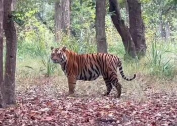 मप्र सरकार की नई पहल… बाघ, चीता और हाथी ‘मित्रों’ की होगी नियुक्ति; बेहतर काम पर बनेंगे वन रक्षक