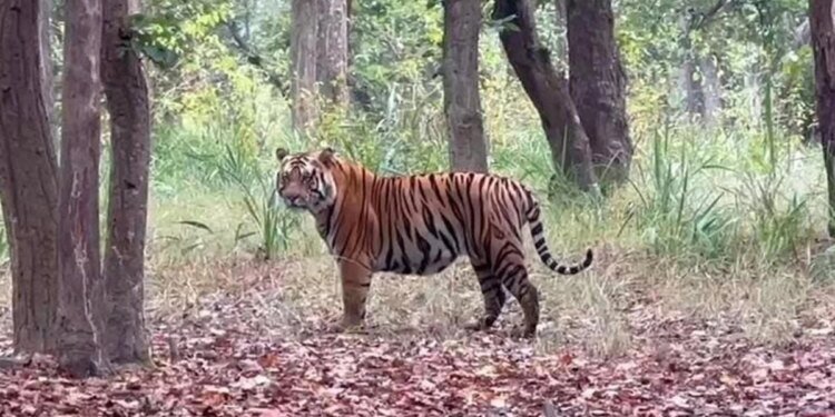 मप्र सरकार की नई पहल… बाघ, चीता और हाथी ‘मित्रों’ की होगी नियुक्ति; बेहतर काम पर बनेंगे वन रक्षक