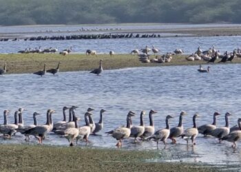 एमपी में 308 प्रजातियों के 96,495 पक्षियों की पुष्टि, संकटग्रस्त पक्षियों का सुरक्षित बसेरा