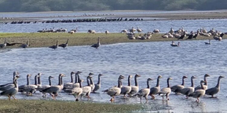 एमपी में 308 प्रजातियों के 96,495 पक्षियों की पुष्टि, संकटग्रस्त पक्षियों का सुरक्षित बसेरा