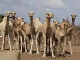 राजस्थान के ऊंट-भेड़ों के लिए एमपी में नया कॉरिडोर