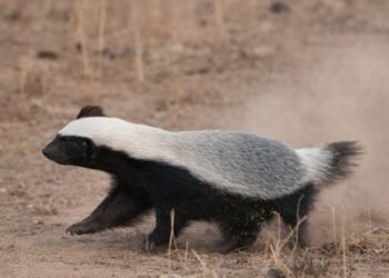 छत्तीसगढ़ की जैव विविधता में जुड़ा नया अध्याय