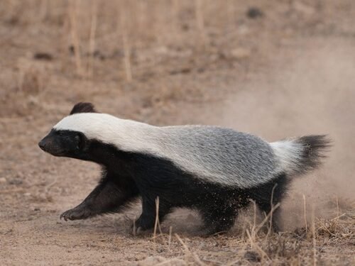 छत्तीसगढ़ की जैव विविधता में जुड़ा नया अध्याय