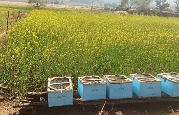 स्व सहायता समूह मधुमक्खी पालन से कर रहे अच्छी आमदनी