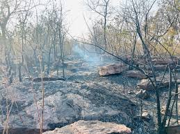 बिलाईगढ़ वन परिक्षेत्र रेल कॉरिडोर प्लांटेशन में भीषण आग