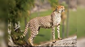 चीता पुनर्स्थापन का अगला चरण, बोत्स्वाना से 28 फरवरी को कूनो पहुंचेंगे 8 चीते