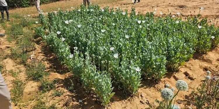 ड्रोन सर्वे में खुली अफीम खेती की पोल, दो आरोपी गिरफ्तार, फसल जब्त