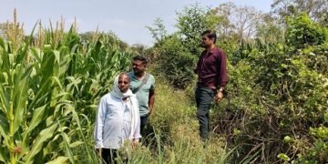 अवैध अफीम खेती पर प्रशासन सख्त