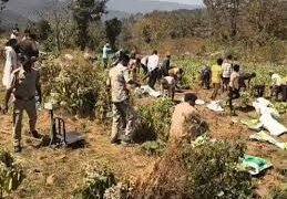 बलरामपुर के कोरंधा से पौने 2 करोड़ की अफीम जब्त:मसाले की आड़ में खेती