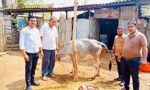 पशुधन विभाग की तत्परता से गाय का सुरक्षित प्रसव, गाय और बछड़ा दोनों स्वस्थ