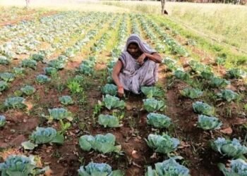 मेहनत से लिखी सफलता की कहानी : सब्जी उत्पादन से आरती की सालाना आय पहुँची 1.13 लाख