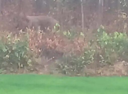 रायगढ़ में हाथियों ने 8 किसानों की फसल रौंदी:रात होते ही खेतों में पहुंच रहे, जंगल में 101 हाथियों की मौजूदगी