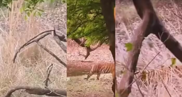 रणथंभौर में बाघिन रिद्धि vs माही, सगी बेटी को करना पड़ा मां के आगे सरेंडर! पढ़ें संघर्ष की इनसाइड स्टोरी