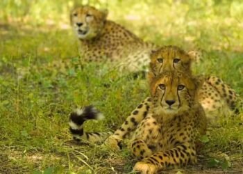 बोत्सवाना से कूनो आए 9 नए मेहमानों को दें नाम, पसंद आया तो फ्री मिलेगा चीता सफारी का टिकट