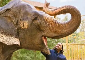 सुप्रीम कोर्ट बोला- वनतारा में कानून का उल्लंघन नहीं हुआ