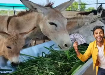 गधे पालने के लिए 50 लाख रुपये तक दे रही सरकार, इस फोकस की वजह जान लीजिए