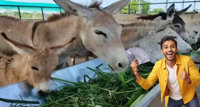 गधे पालने के लिए 50 लाख रुपये तक दे रही सरकार, इस फोकस की वजह जान लीजिए