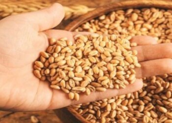 मध्य प्रदेश में 7 अप्रैल से गेहूं उपार्जन के लिए होगी स्लॉट बुकिंग, पहले छोटे किसानों से होगी खरीदी