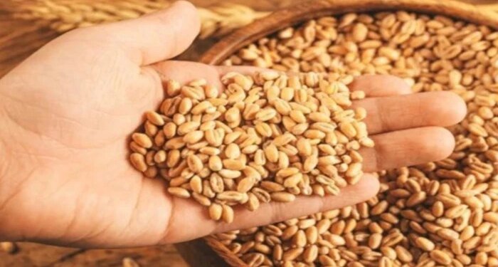 मध्य प्रदेश में 7 अप्रैल से गेहूं उपार्जन के लिए होगी स्लॉट बुकिंग, पहले छोटे किसानों से होगी खरीदी